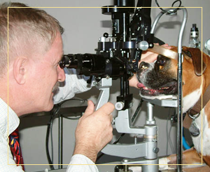 dog eye specialists